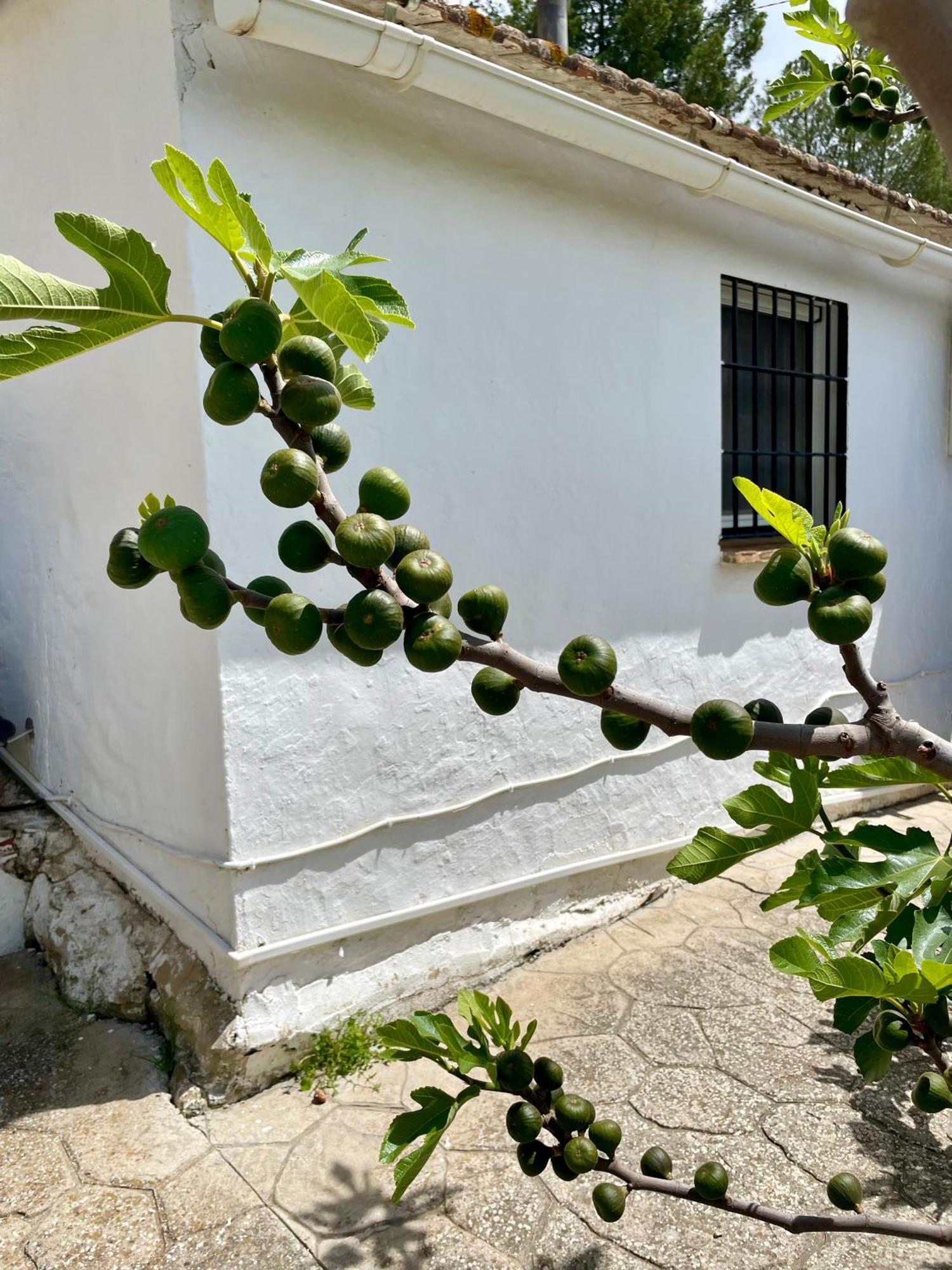 Finca El Sueno Andaluz Villanueva de la Concepción Exteriér fotografie